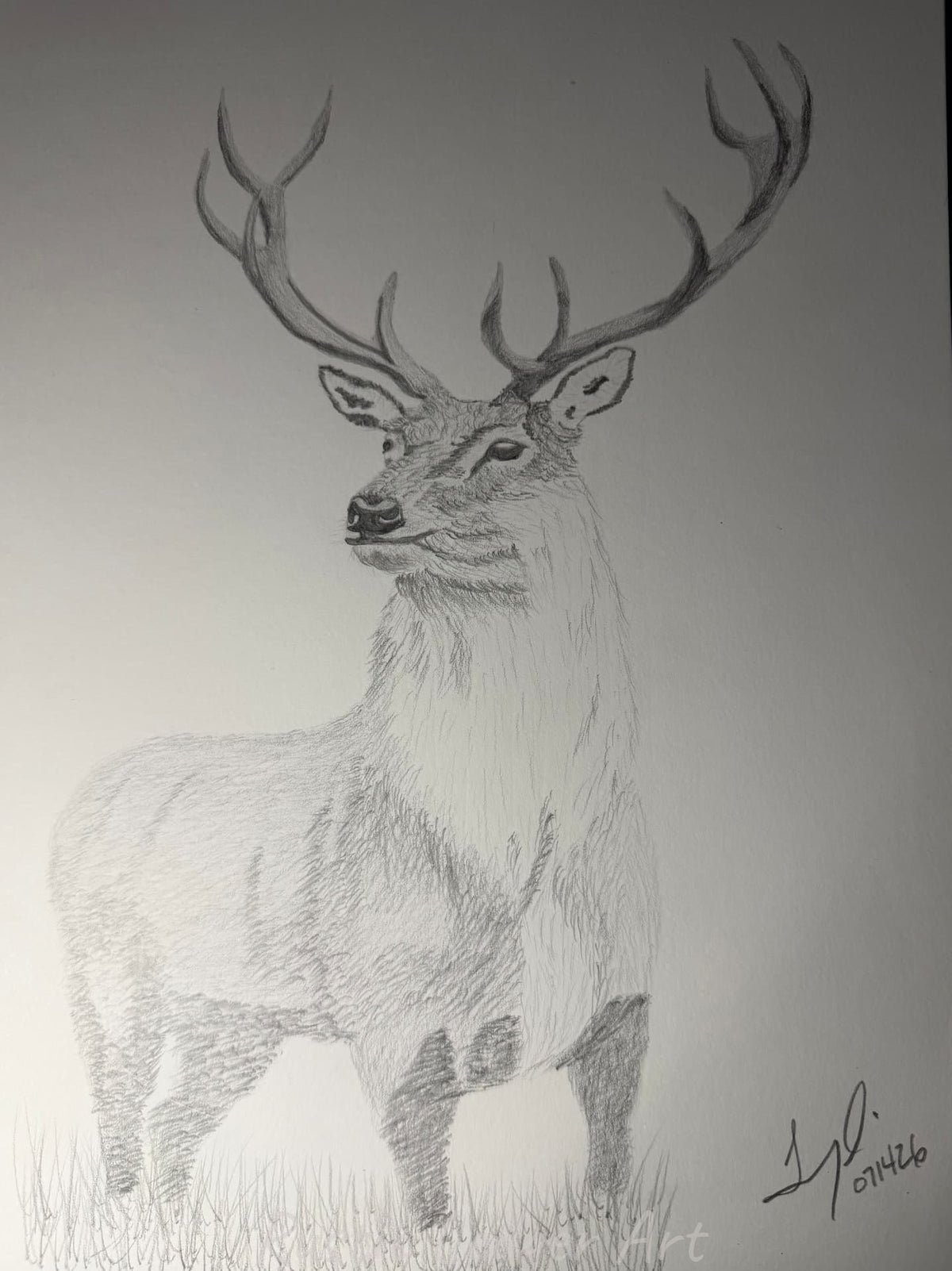 The Royal Stag original graphite pencil drawing of a buck in tall grass